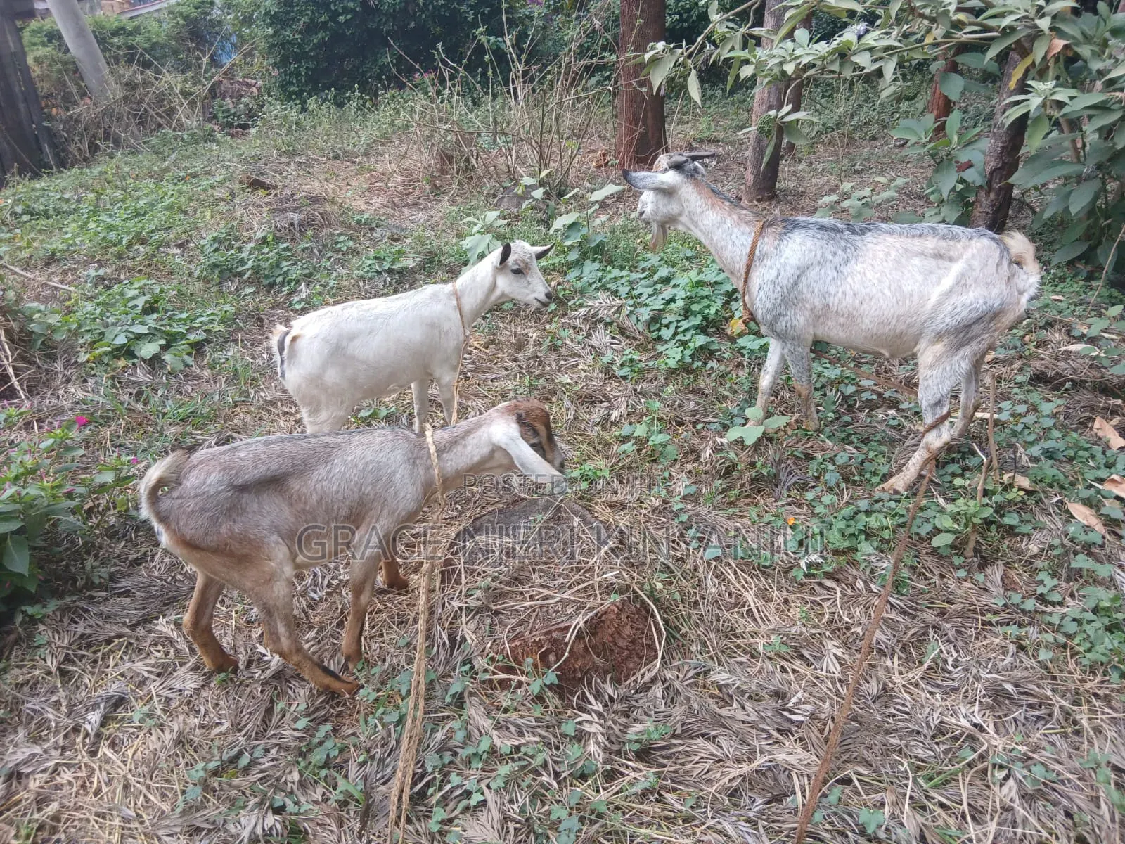 Dairy Goats