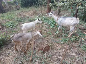 Dairy Goats