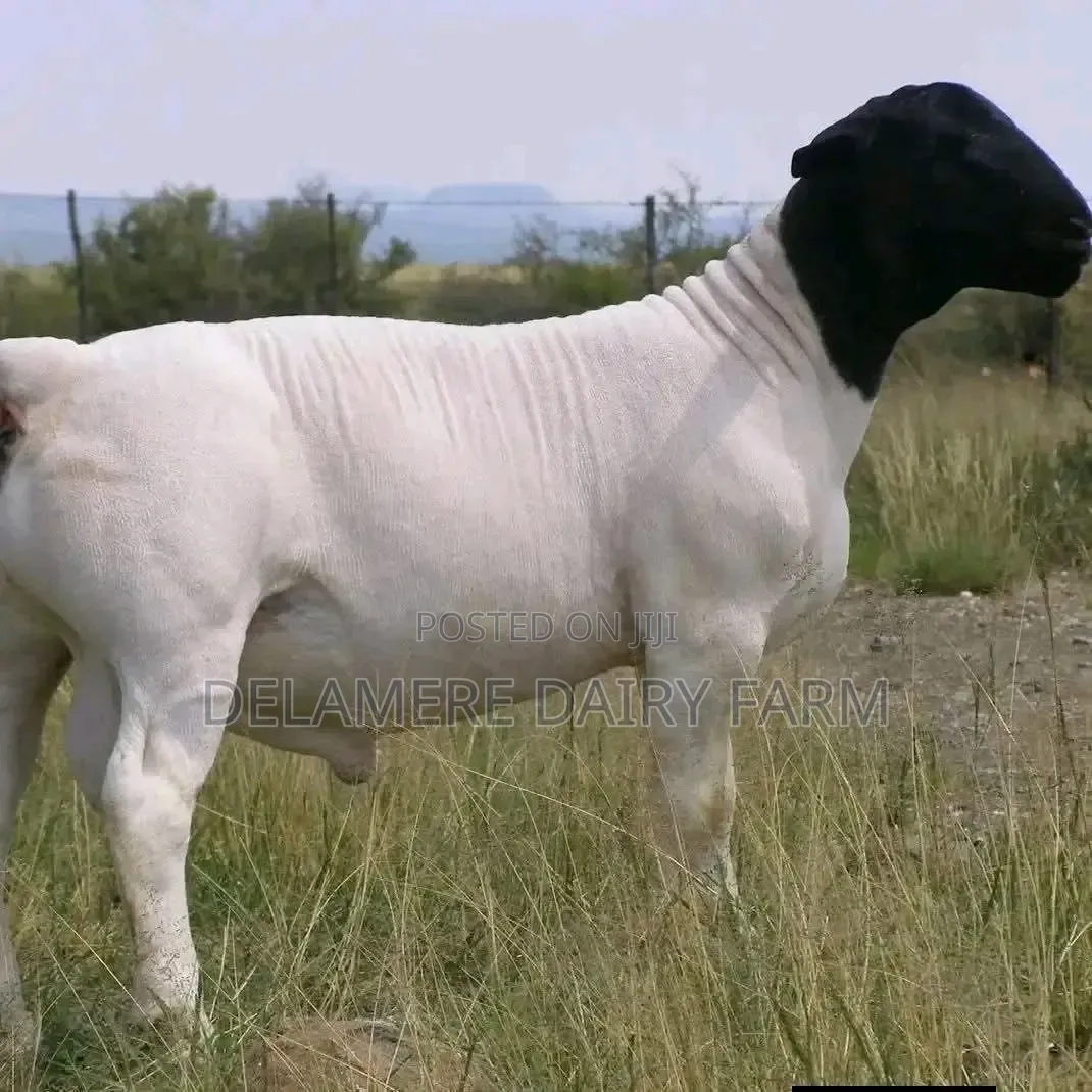 Matured Dorper Rams