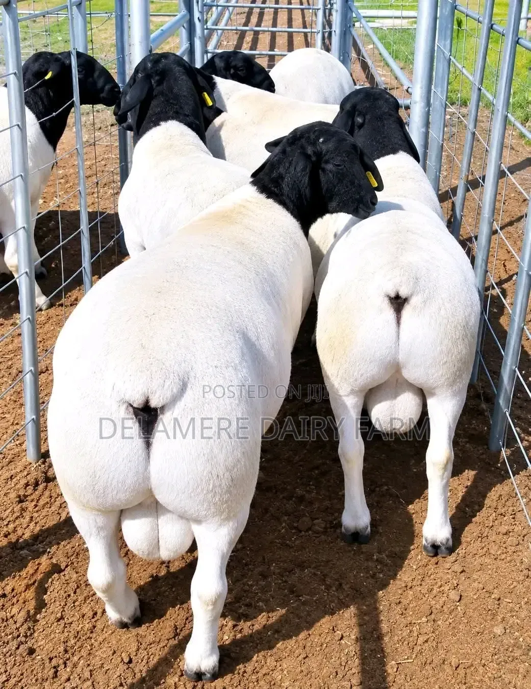 Matured Dorper Rams