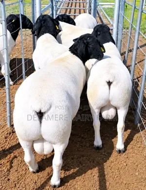 Matured Dorper Rams