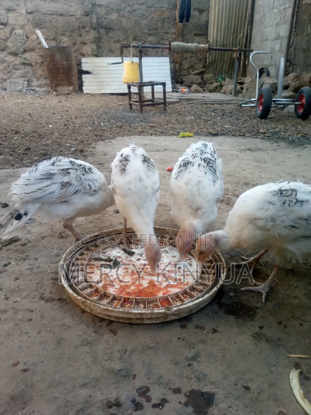 Turkeys for Sale