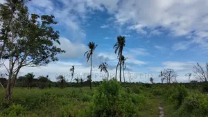 Galu Beach Plots, Diani – 50×100 | 800m to the Beach – KSh 2M Cash