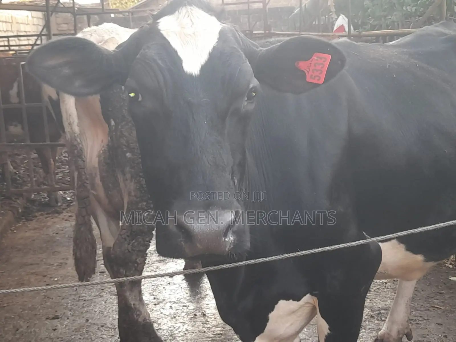 Dairy Cows Milkers - Herd Downsizing