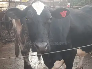 Dairy Cows Milkers - Herd Downsizing
