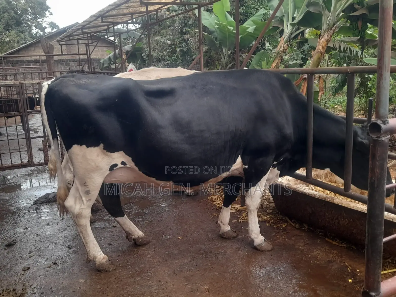 Dairy Cows Milkers - Herd Downsizing