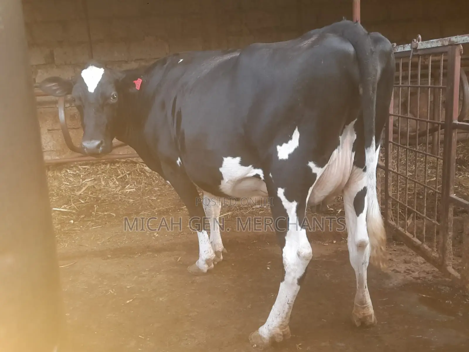 Dairy Cows Milkers - Herd Downsizing