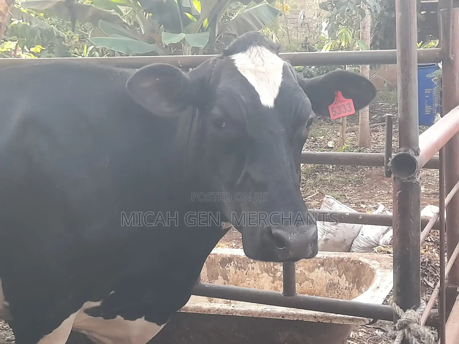 Dairy Cows Milkers - Herd Downsizing