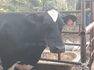 Dairy Cows Milkers - Herd Downsizing