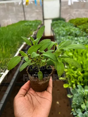 Sage Herb Available