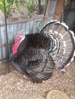 Mature Male Pure Turkey