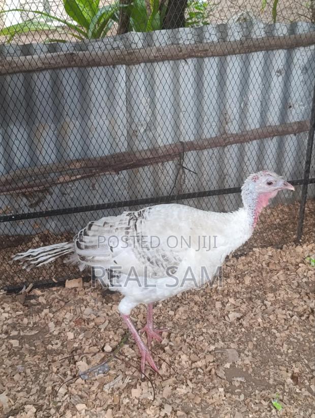 Mature Female Turkey - main view