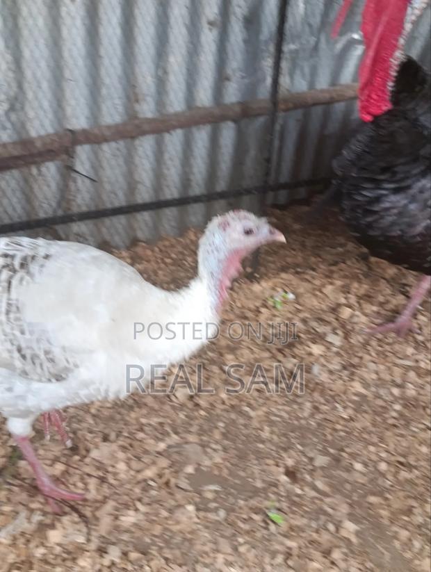 Mature Female Turkey - thumbnail 2