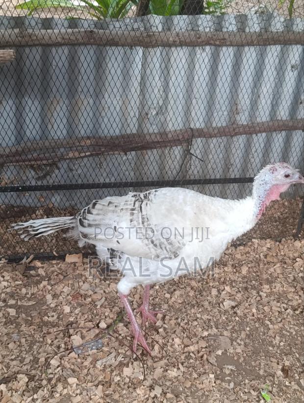 Mature Female Turkey - thumbnail 3