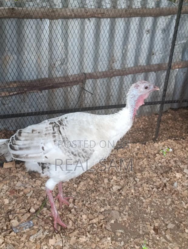 Mature Female Turkey - thumbnail 4