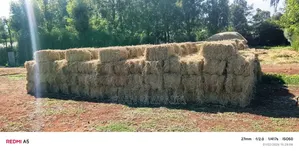 Quality Dry Hay Bales for Sale