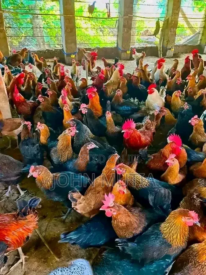 Hen