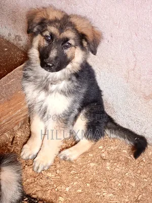 1-3 months Female Purebred German Shepherd