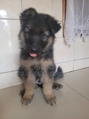 1-3 months Male Purebred German Shepherd