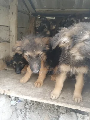 1-3 months Male Purebred German Shepherd