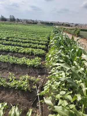 Prime 20 Acres Land for Sale in Kisaju