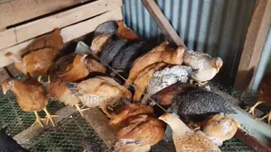 Sasso Chicks F1 for Sale
