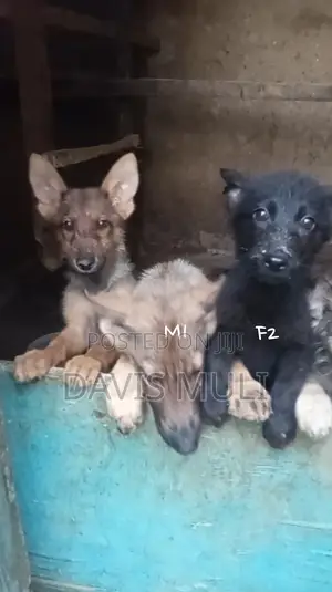 1-3 months Female Mixed Breed German Shepherd