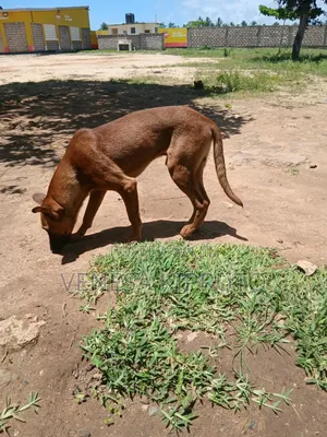 6-12 months Male Mixed Breed Boerboel