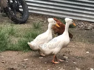 Creasted Duck Pair