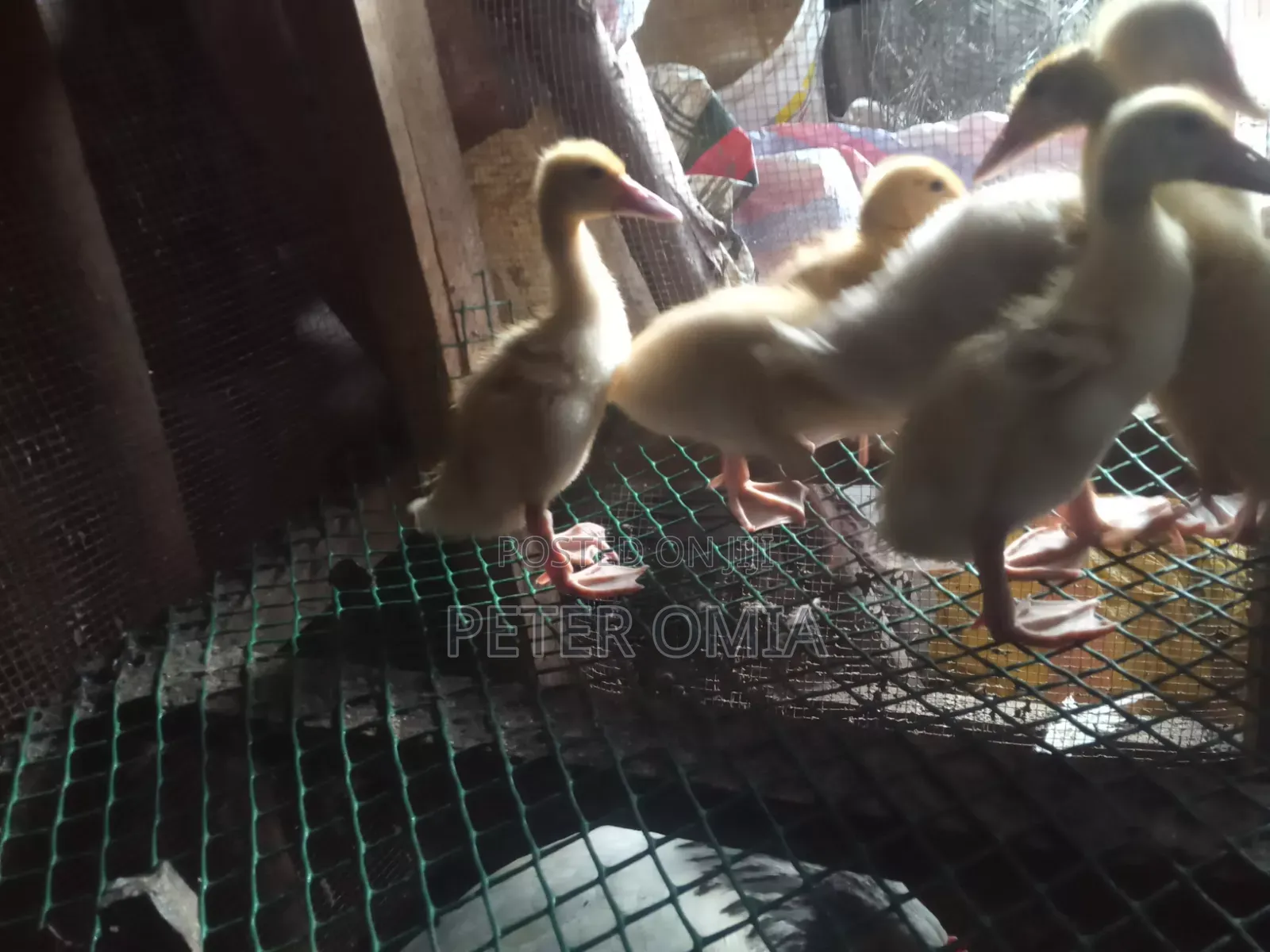 Creasted Duck Pair