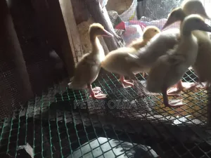 Creasted Duck Pair