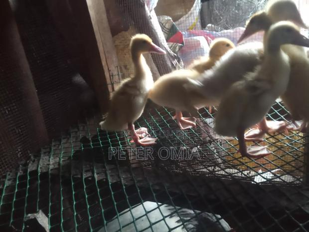 Creasted Duck Pair - thumbnail 2