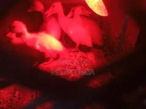 Creasted Duck Pair