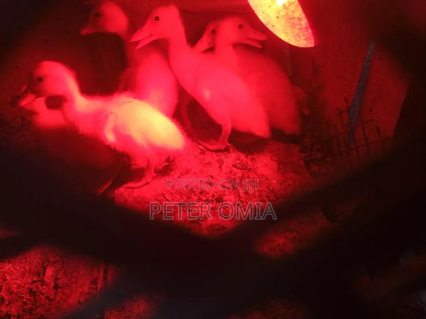 Creasted Duck Pair - thumbnail 3