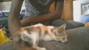 3-6 months Female Mixed Breed Cat