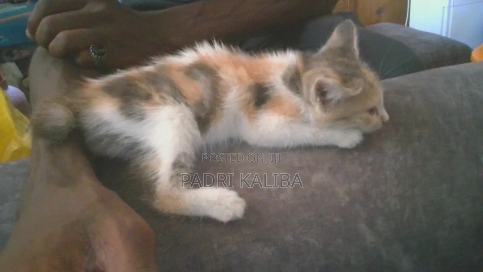 3-6 months Female Mixed Breed Cat
