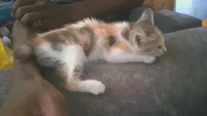 3-6 months Female Mixed Breed Cat