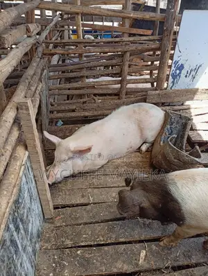 Large White Pigs for Sale