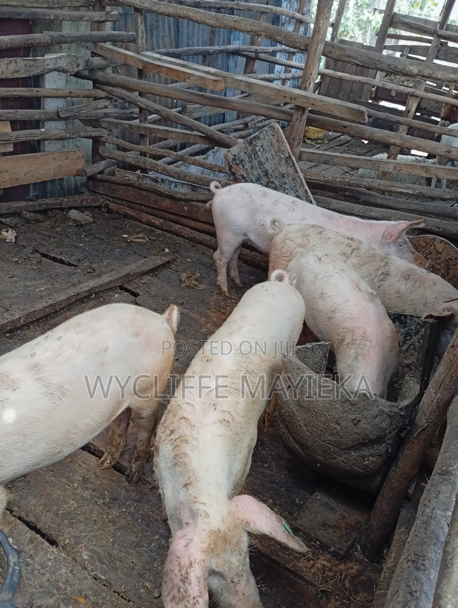 Large White Pigs for Sale
