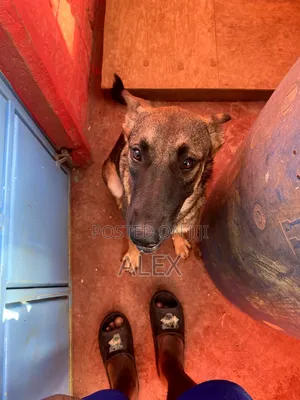 1+ year Female Purebred Belgian Malinois