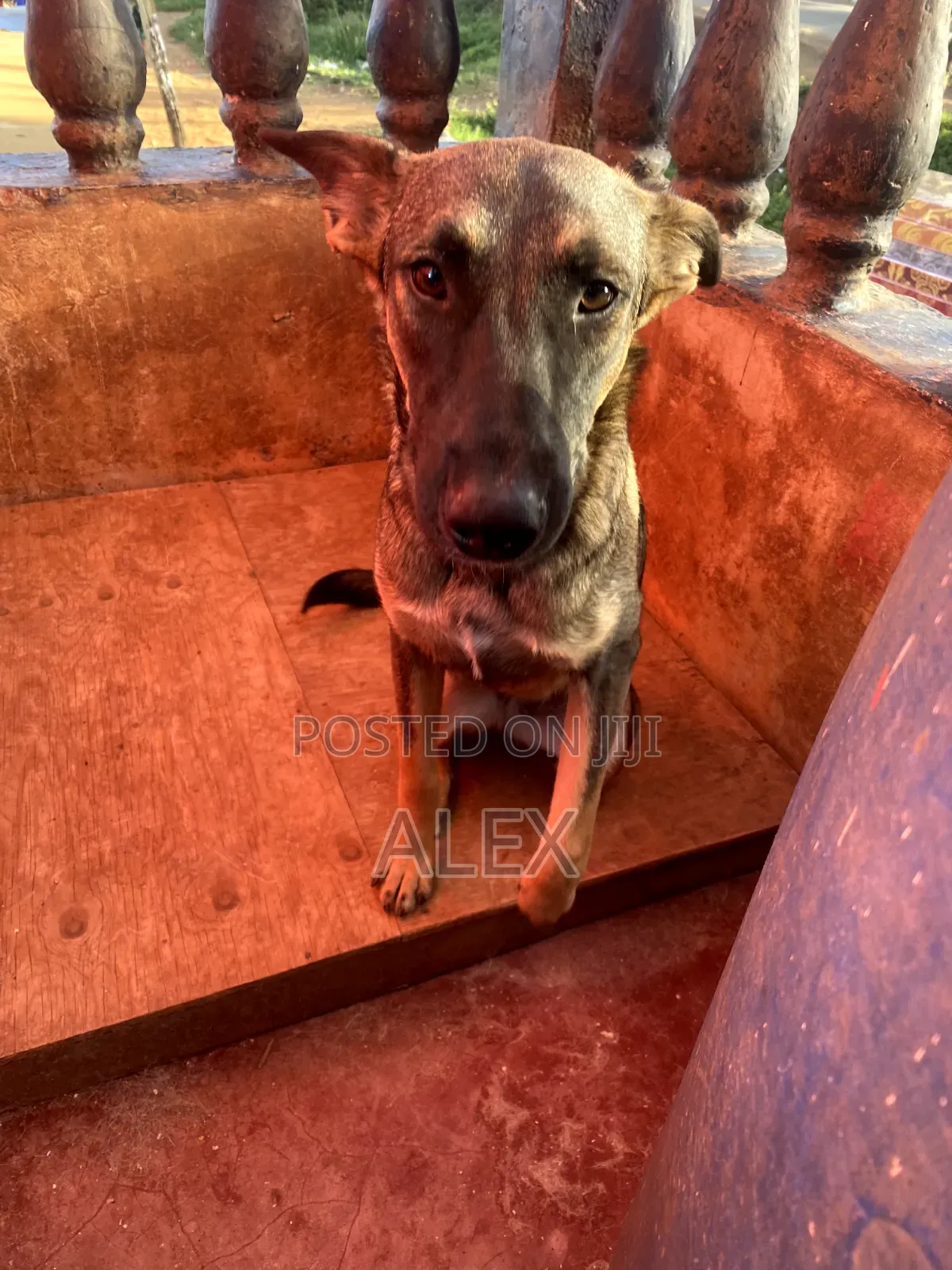 1+ year Female Purebred Belgian Malinois