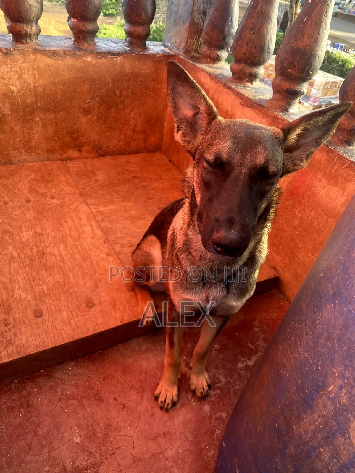 1+ year Female Purebred Belgian Malinois