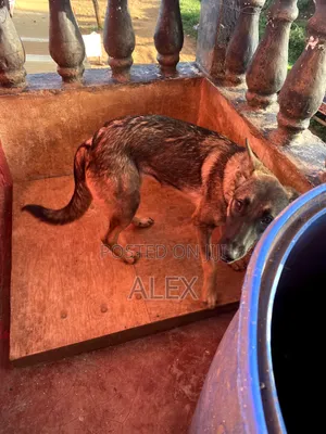 1+ year Female Purebred Belgian Malinois