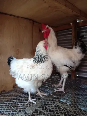 Light Sussex Chicken