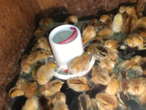 100 QUALITY F1 Improved Kienyeji CHICKS Specially Hatched Interchick