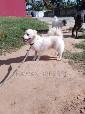 1+ year Male Purebred Japanese Spitz