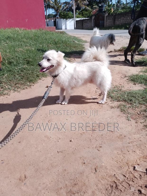 1+ year Male Purebred Japanese Spitz