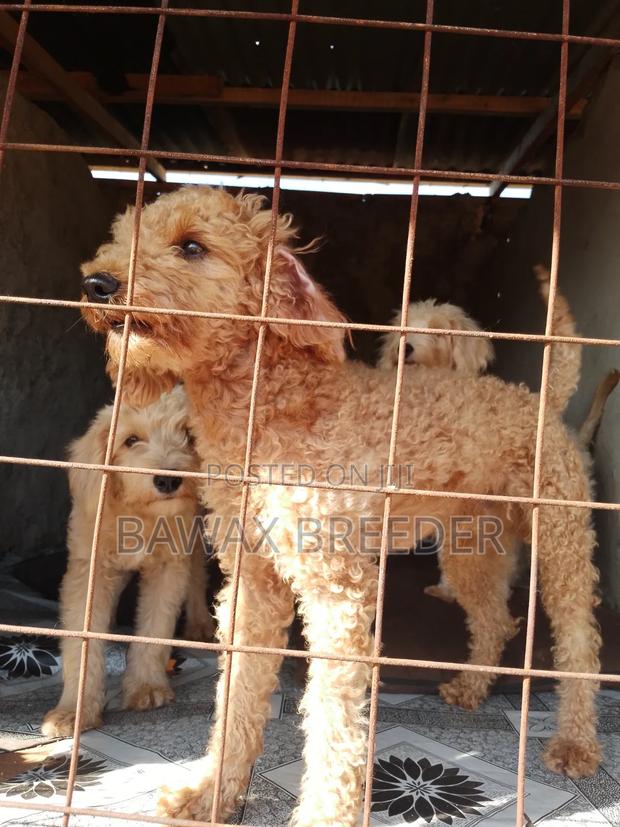 3-6 months Male Purebred Poodle