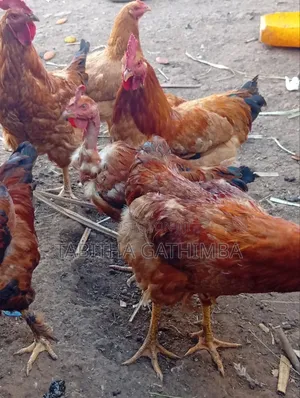 Improved Kienyeji Chicken 