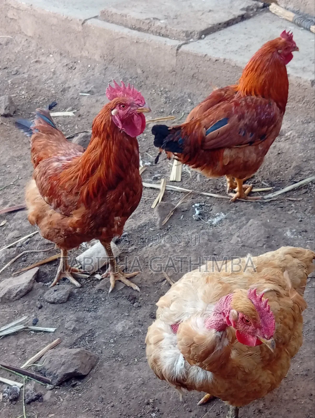 Improved Kienyeji Chicken 